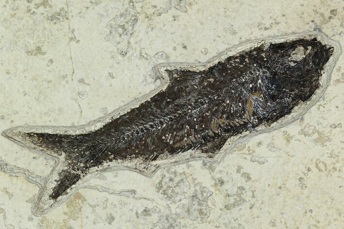 Fossil Fish (Knightia) - Green River Formation #129777